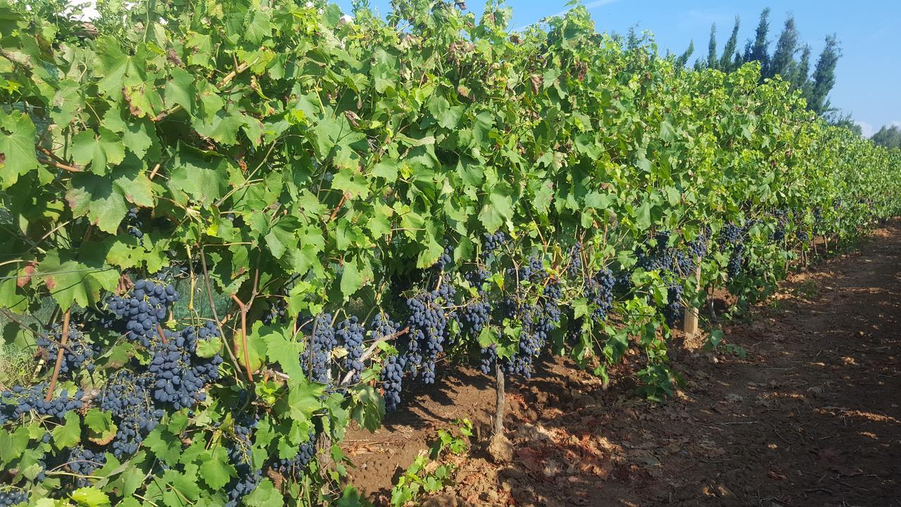 Agriturismo Sa Pramma サンタ・マリア・ラ・パルマ エクステリア 写真